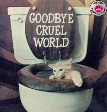 Chat